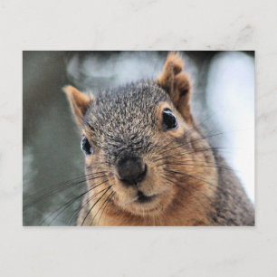 Carte Postale Salut