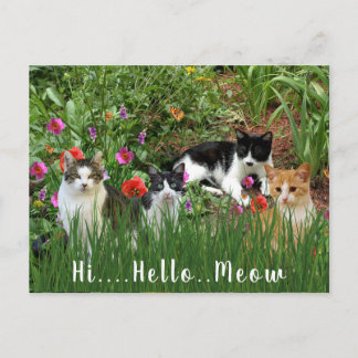 Carte Postale Salut Bonjour Miaou / Chats dans le Jardin Animal