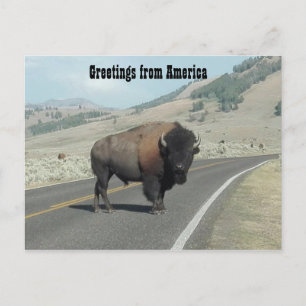 Carte Postale Salut de l'Amérique - Bison