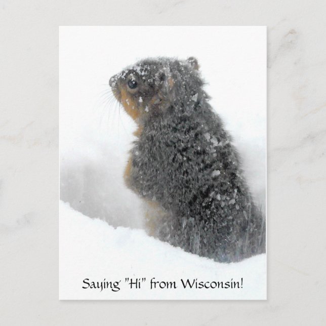 Carte Postale Salut du Wisconsin Snowy Squirrel (Devant)