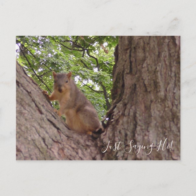Carte Postale Salut, mignon écureuil dans l'arbre (Devant)