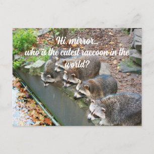 Carte Postale Salut Miroir Qui Est Le Raccoon Le Plus Drôle