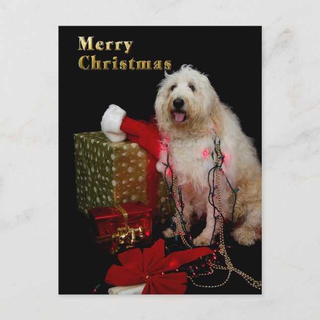 Carte postale - salutation de Noël - chienchien (Devant)