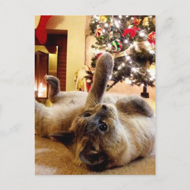 Carte Postale Salutation de Noël par Bubbles the cat (Devant)