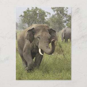 Carte Postale Salutation d'éléphant asiatique indien