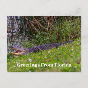 Carte Postale Salutations Alligator de Floride Personnaliser