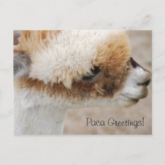 Carte Postale Salutations Alpaca !