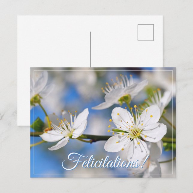 Carte Postale Salutations blanches de printemps (Devant / Derrière)