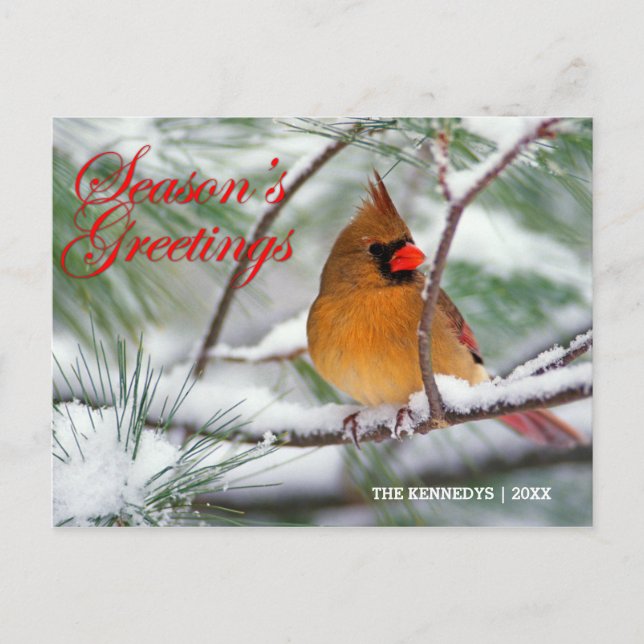 Carte Postale Salutations - Cardinal du Nord dans un pin enneigé (Devant)