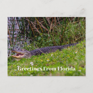 Carte Postale Salutations d'alligator de Floride Personnaliser