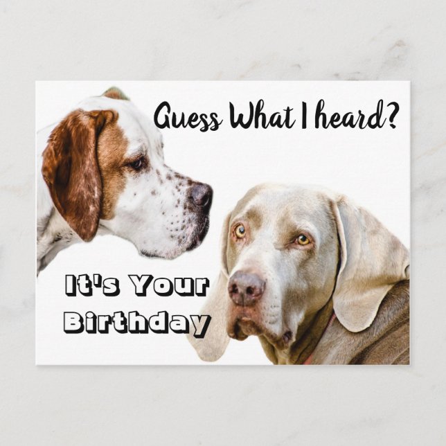 Carte Postale Salutations d'anniversaire de chien (Devant)