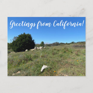 Carte Postale Salutations de Californie !