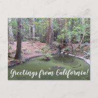 Salutations de Californie : Redwood Forest Bathe