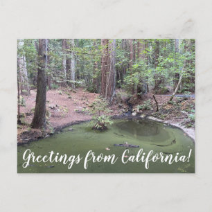 Carte Postale Salutations de Californie : Redwood Forest Bathe