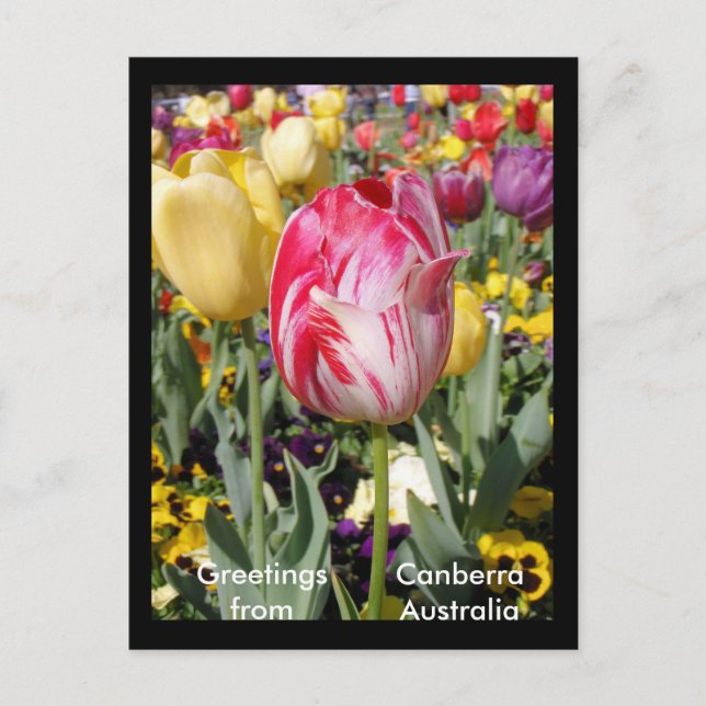 Carte Postale Salutations de Canberra Australie (Devant)