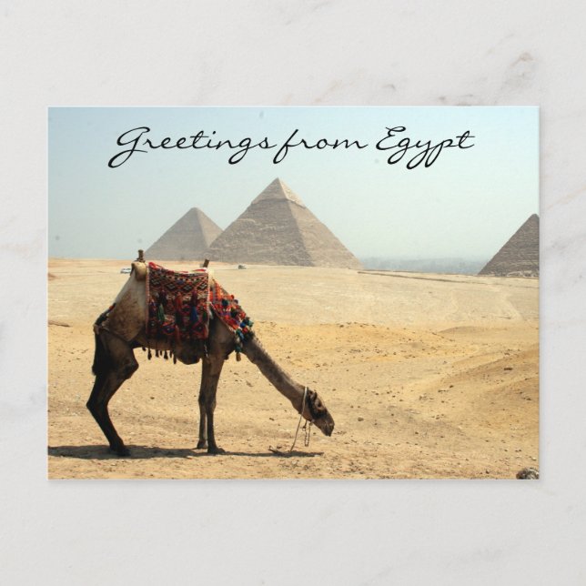 Carte Postale salutations de chameau pyramide (Devant)