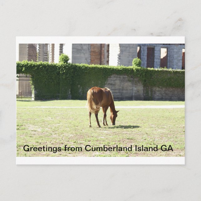 Carte Postale Salutations de Cumberland Island GA (Devant)