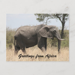 Carte Postale salutations de défenses d'éléphant d'Afrique