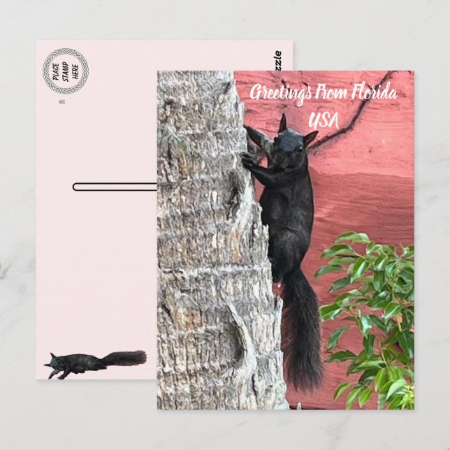 Carte Postale Salutations De ... Écureuil noir (Devant / Derrière)
