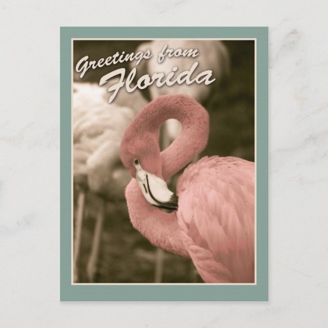Carte Postale Salutations de Floride (Devant)