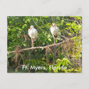Carte Postale Salutations de Floride !