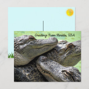 Carte Postale Salutations De Floride Alligator