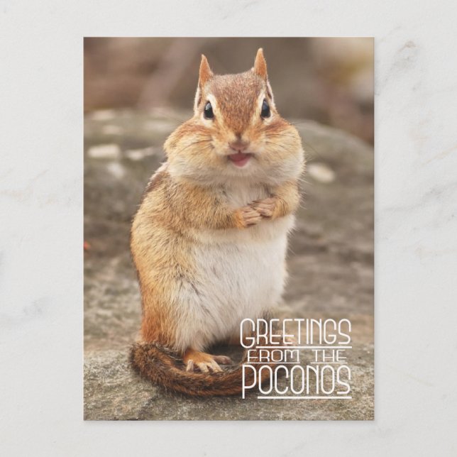 Carte Postale Salutations de la Poconos Chipmunk Postcard (Devant)