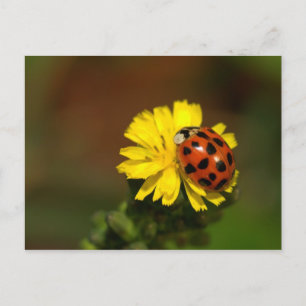Carte Postale Salutations de Ladybug