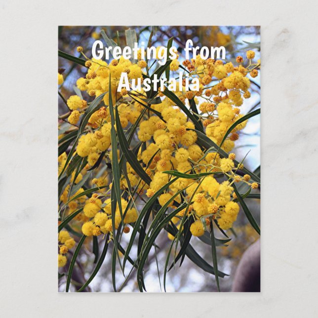Carte Postale Salutations de l'Australie : Fleurs de bataille ja (Devant)