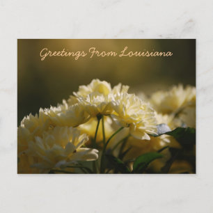Carte Postale Salutations De Louisiane