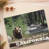 Salutations de l'ours grizzly de Californie