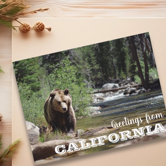 Carte Postale Salutations de l'ours grizzly de Californie  (Créateur téléchargé)