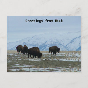 Carte Postale Salutations de l'Utah - Bison américain