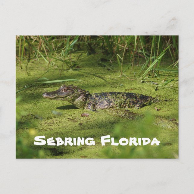 Carte Postale Salutations de Setake Florida (Devant)