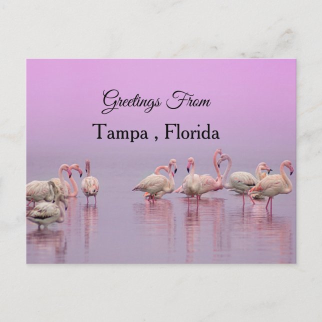 Carte Postale Salutations de Tampa ,Floride ,Flamant rose (Devant)