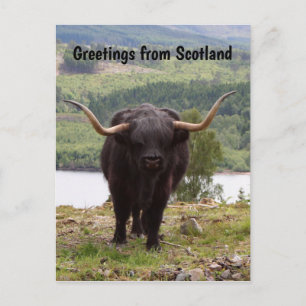 Carte Postale Salutations d'Ecosse : le bétail des Highlands noi