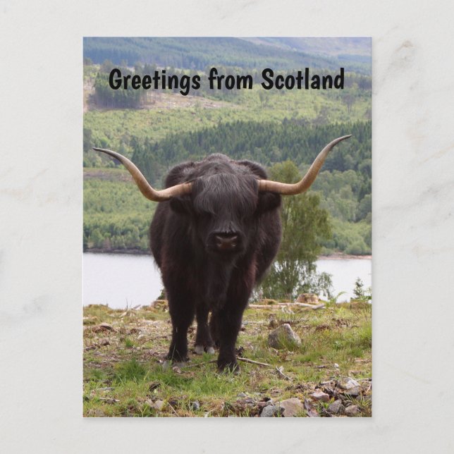 Carte Postale Salutations d'Ecosse : le bétail des Highlands noi (Devant)