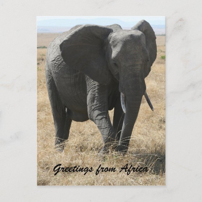 Carte Postale salutations d'éléphants kenyans (Devant)