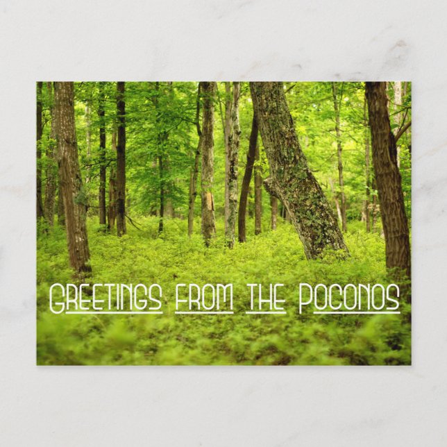 Carte Postale Salutations des Poconos Summer Woods (Devant)