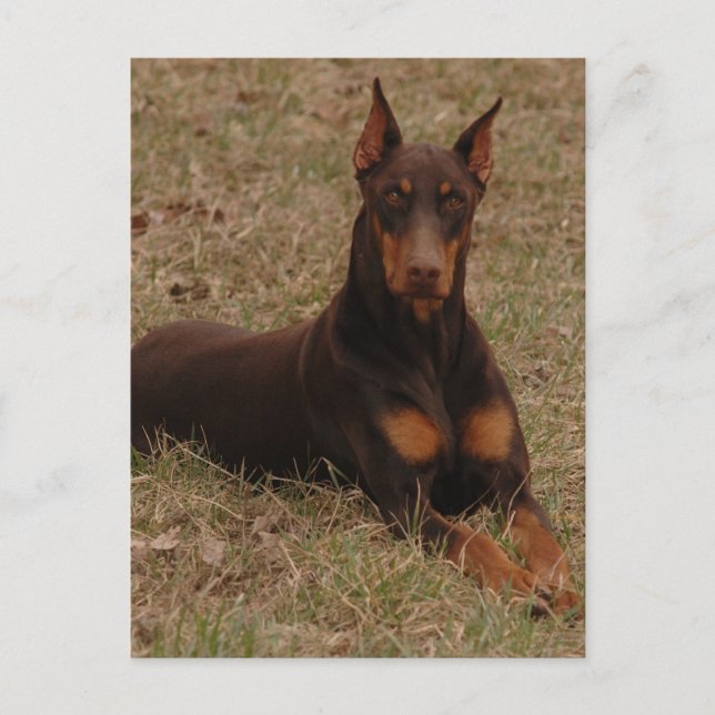 Carte Postale salutations doberman (Devant)
