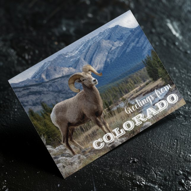 Carte Postale Salutations du Colorado Bighorn sheep (Créateur téléchargé)