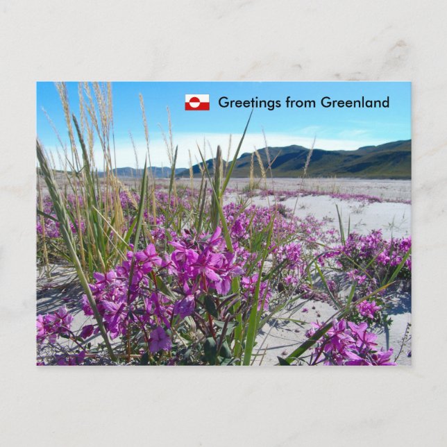 Carte Postale Salutations du Groenland 5 (Devant)