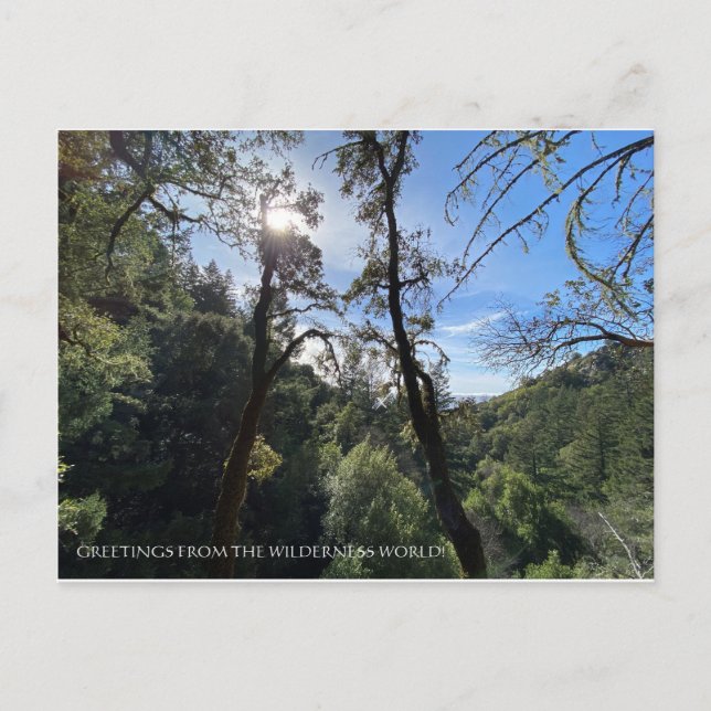 CARTE POSTALE SALUTATIONS DU MONDE DE LA SAUVAGE ! (Devant)