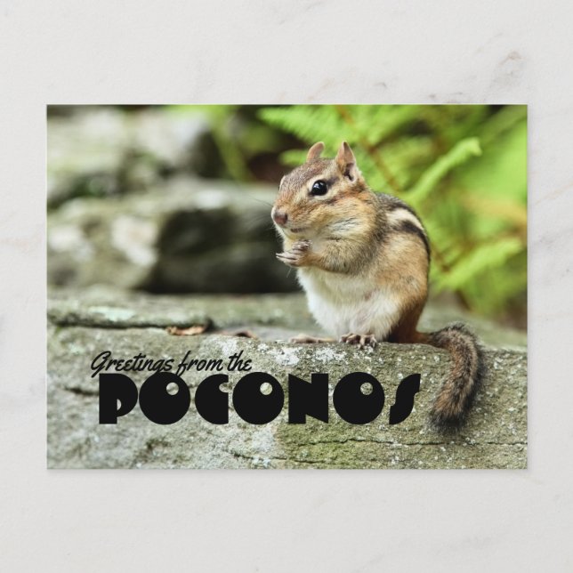 Carte Postale Salutations du Poconos Mischievous Chipmunk (Devant)
