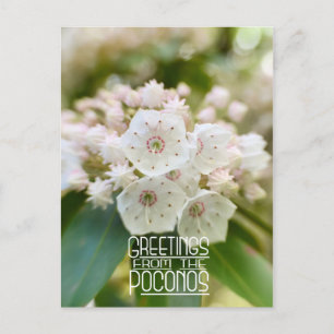 Carte Postale Salutations du Poconos Mountain Laurel