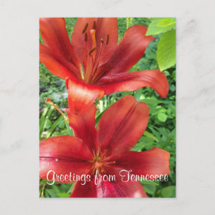 Carte Postale SALUTATIONS DU TENNESSEE photo de jardin de fleurs