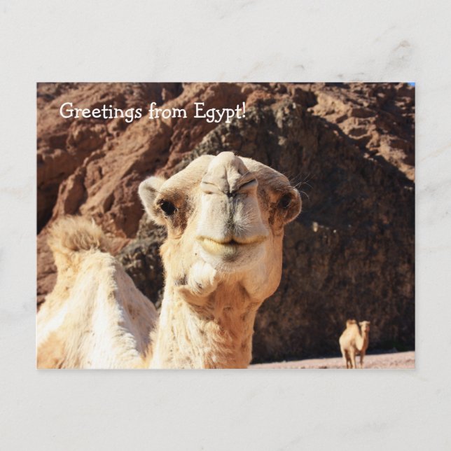Carte Postale Salutations d'un chameau égyptien (Devant)