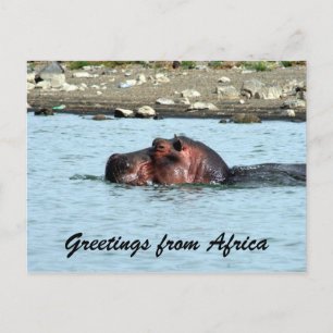 Carte Postale salutations hippo