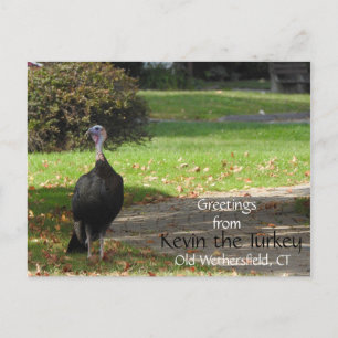 Carte Postale Salutations Kevin La Turquie - Vieux Weisfield, CT