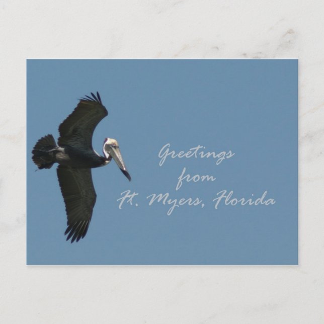 Carte Postale Salutations pélicanes de Ft. Myers (Devant)
